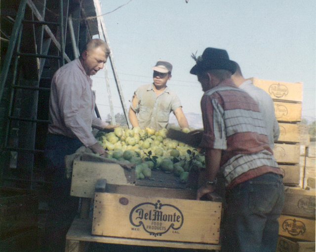 Angelo Sangiacomo sorting pears prior to shipment